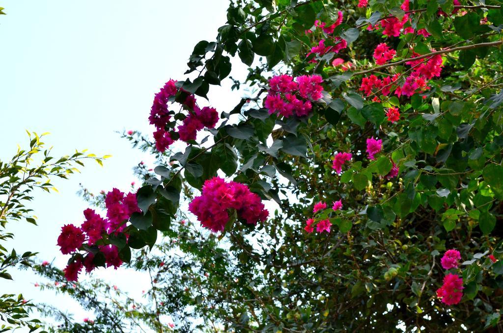 Mum'S Garden Resort Pokhara Eksteriør bilde